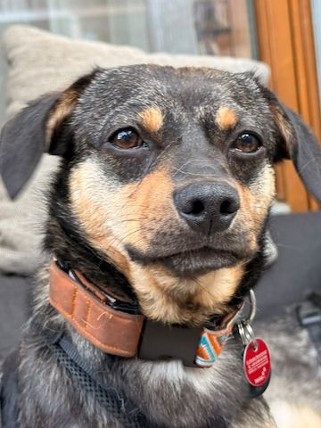 ❤️Sanfter Tiaro sucht dich✨evtl Pinscher Mix