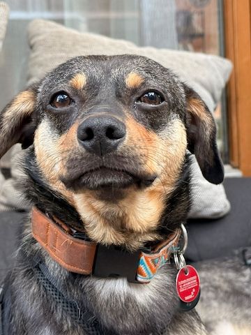 ❤️Sanfter Tiaro sucht dich✨evtl Pinscher Mix
