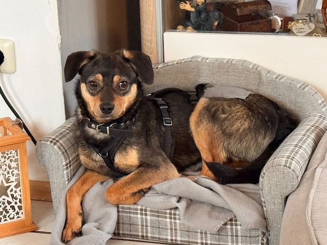 ❤️Sanfter Tiaro sucht dich✨evtl Pinscher Mix