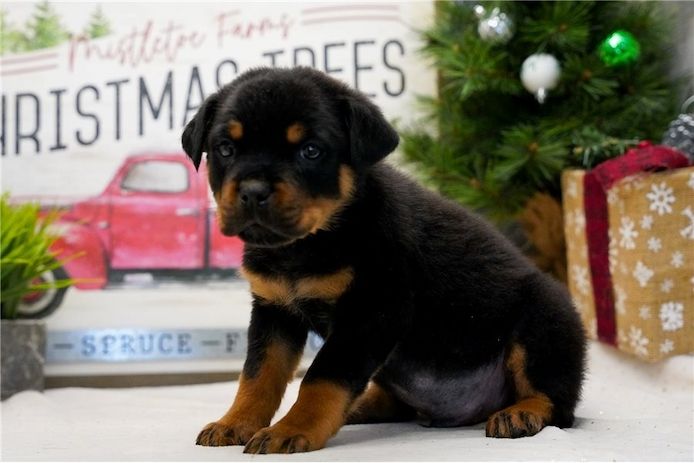 Reinrassige Rottweiler   Welpen