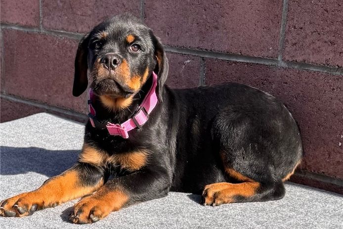 Reinrassige Rottweiler Welpen