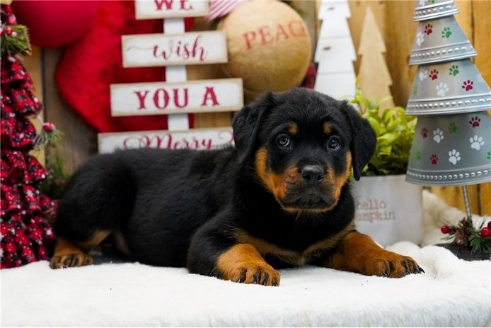 Reinrassige Rottweiler Welpen