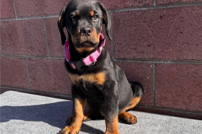 Reinrassige Rottweiler Welpen