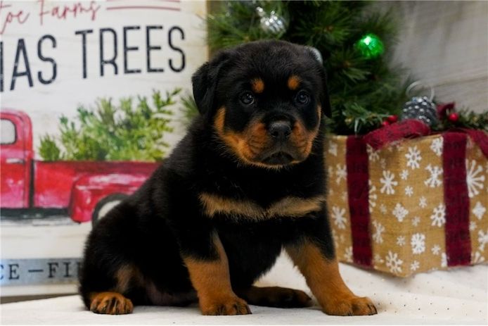 Reinrassige Rottweiler Welpen
