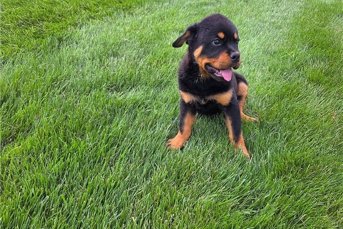 Reinrassige Rottweiler Welpen