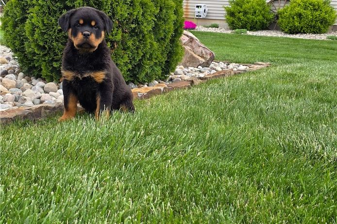 Reinrassige Rottweiler Welpen