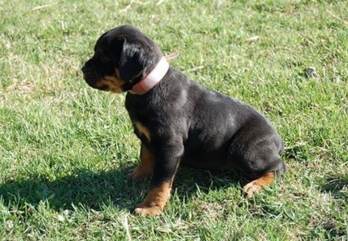 Reinrassige Rottweiler Welpen