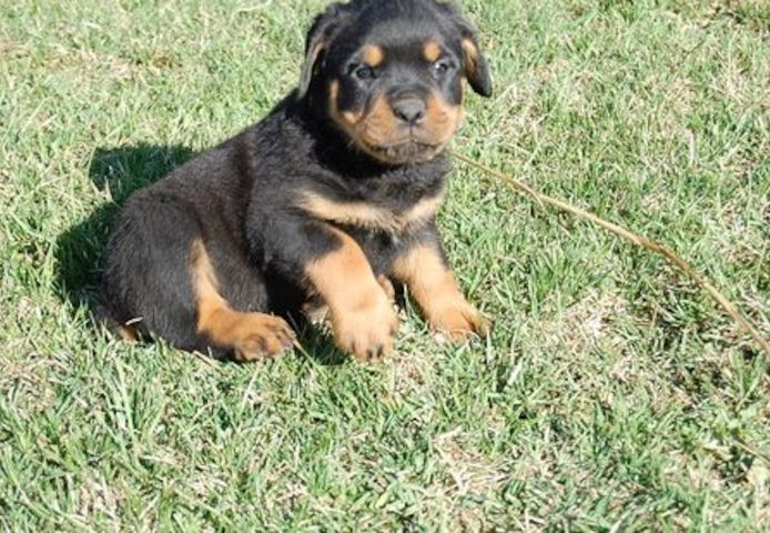 Reinrassige Rottweiler Welpen