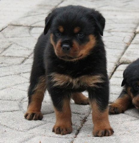 Reinrassige Rottweiler Welpen