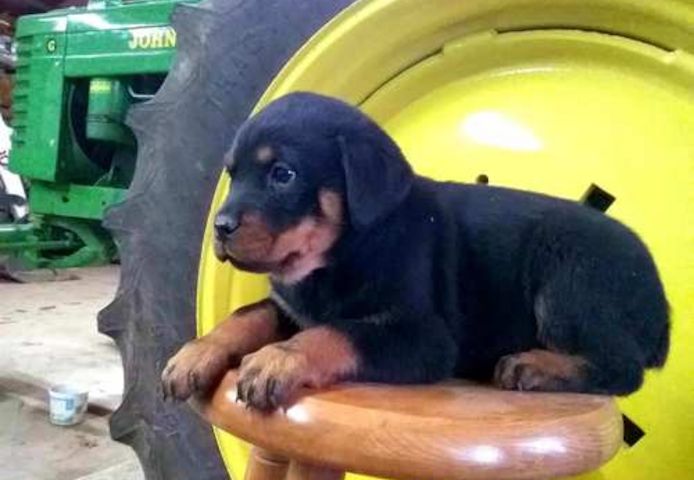 Reinrassige Rottweiler Welpen