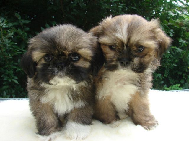 Wunderschöne Shih Tzu Welpen