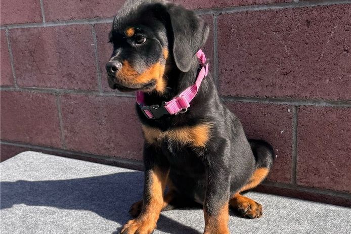 Reinrassige Rottweiler Welpen