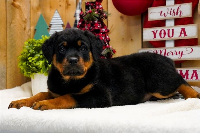 Reinrassige Rottweiler Welpen