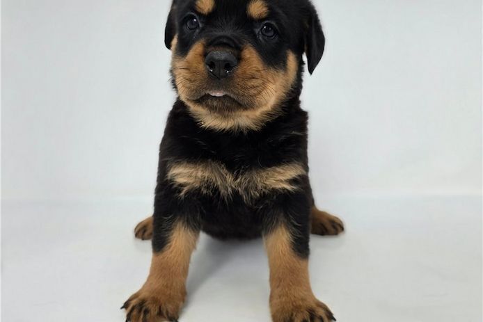 Reinrassige Rottweiler Welpen