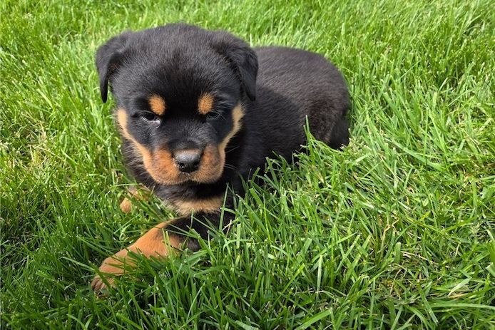 Reinrassige Rottweiler Welpen