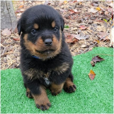 Reinrassige Rottweiler Welpen