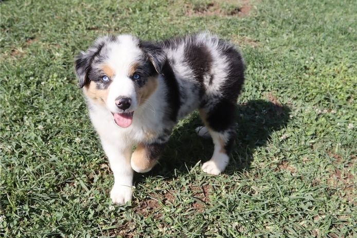 Reinrassige Australian Shepherd Welpen