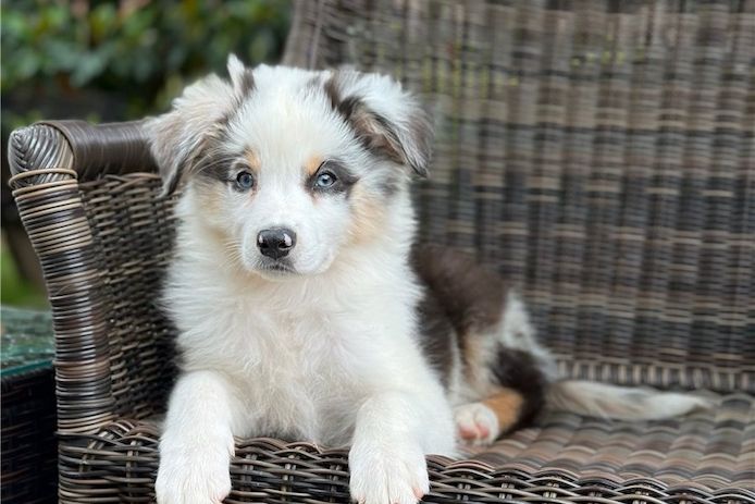 Reinrassige Australian Shepherd Welpen