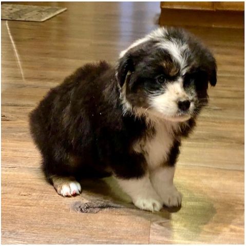 Reinrassige Australian Shepherd Welpen