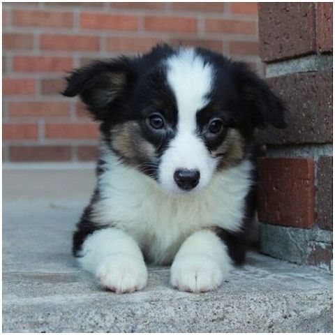 Reinrassige Australian Shepherd Welpen