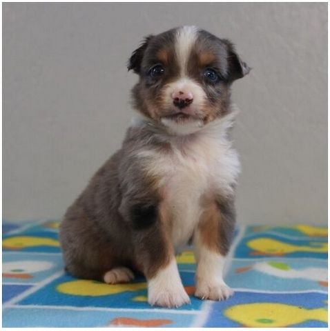 Reinrassige Australian Shepherd Welpen