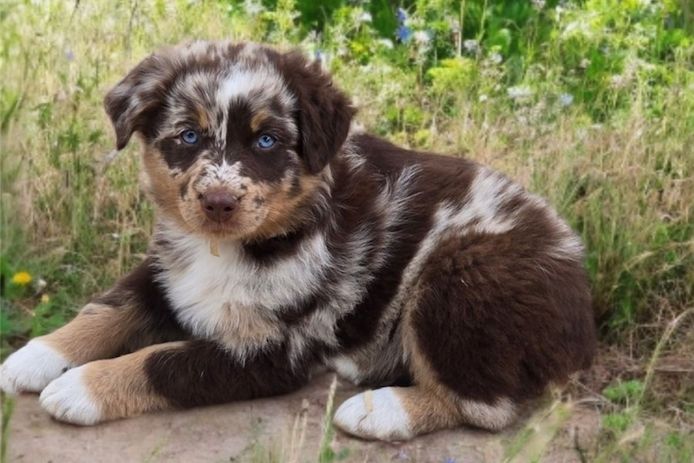 Reinrassige Australian Shepherd Welpen