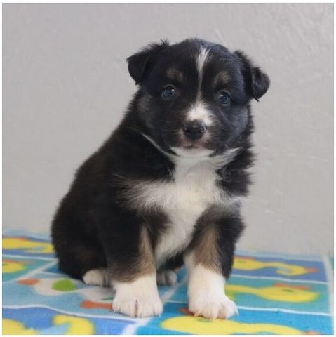 Reinrassige Australian Shepherd Welpen