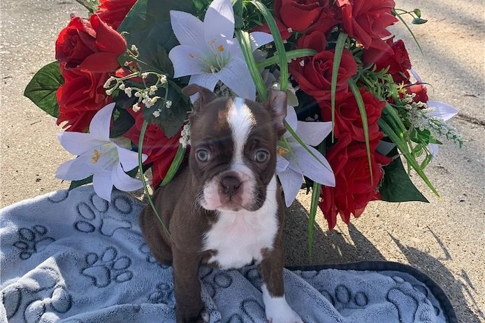 Reinrassige Boston Terrier Welpen