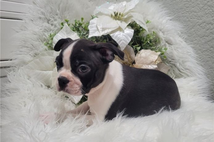 Reinrassige Boston Terrier Welpen