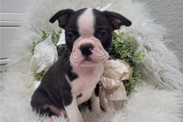 Reinrassige Boston Terrier Welpen