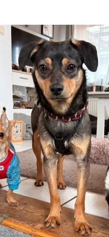 ❤️Sanfter Tiaro sucht dich✨evtl Pinscher Mix