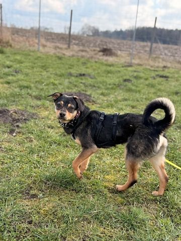 ❤️Sanfter Tiaro sucht dich✨evtl Pinscher Mix