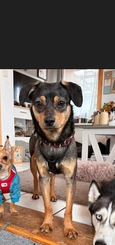 ❤️Sanfter Tiaro sucht dich✨evtl Pinscher Mix
