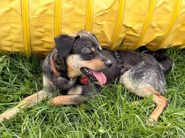 ❤️Sanfter Tiaro sucht dich✨evtl Pinscher Mix