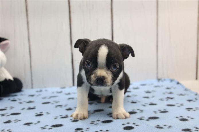 Reinrassige Boston Terrier Welpen