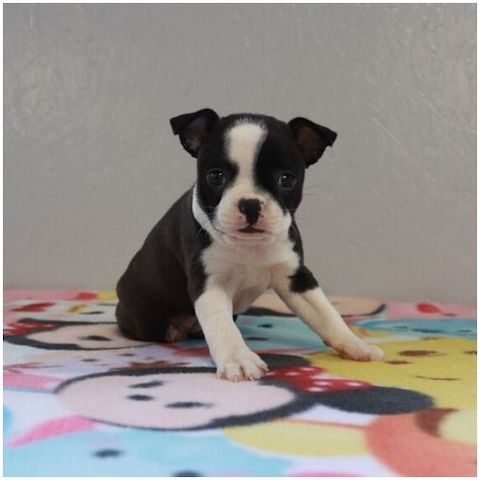 Reinrassige Boston Terrier Welpen