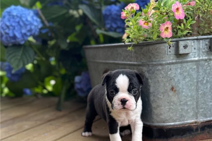 Reinrassige Boston Terrier Welpen