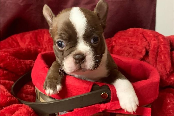 Reinrassige Boston Terrier Welpen