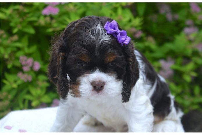 Reinrassige cocker spaniel welpen