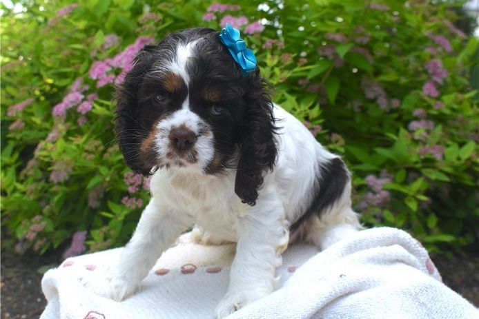 Reinrassige cocker spaniel welpen