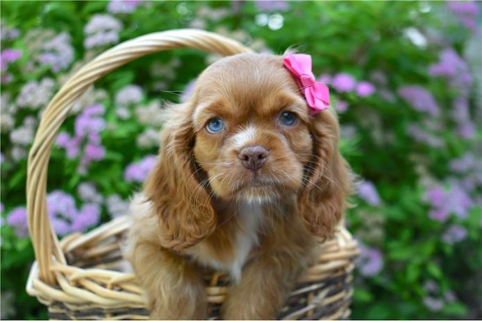 Reinrassige cocker spaniel welpen