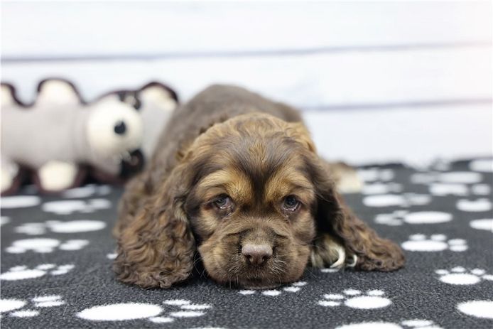 Reinrassige cocker spaniel welpen
