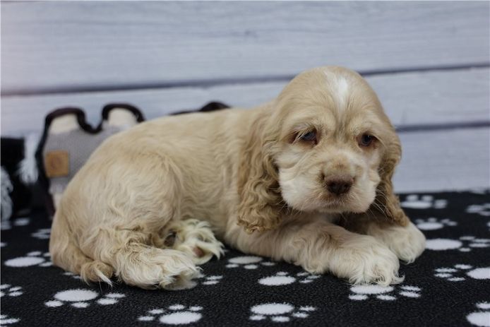 Reinrassige cocker spaniel welpen