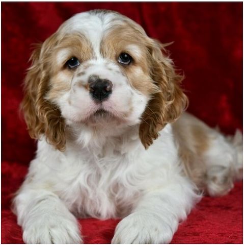 Reinrassige cocker spaniel welpen