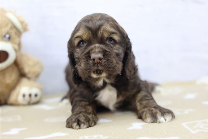 Reinrassige cocker spaniel welpen