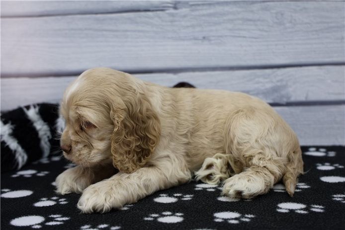 Reinrassige cocker spaniel welpen
