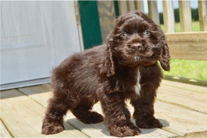 Reinrassige cocker spaniel welpen