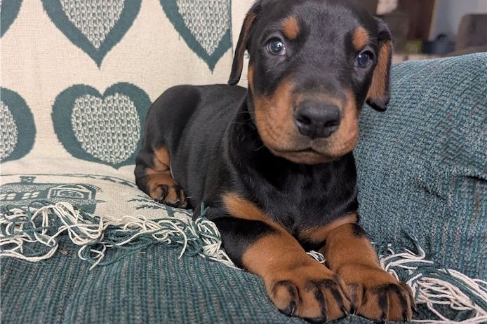 Reinrassige dobermann welpen