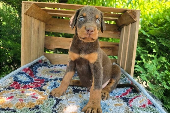Reinrassige dobermann welpen