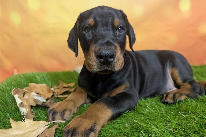 Reinrassige dobermann welpen